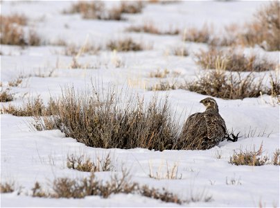 Greater sage-grouse on Seedskadee National Wildlife Refuge photo