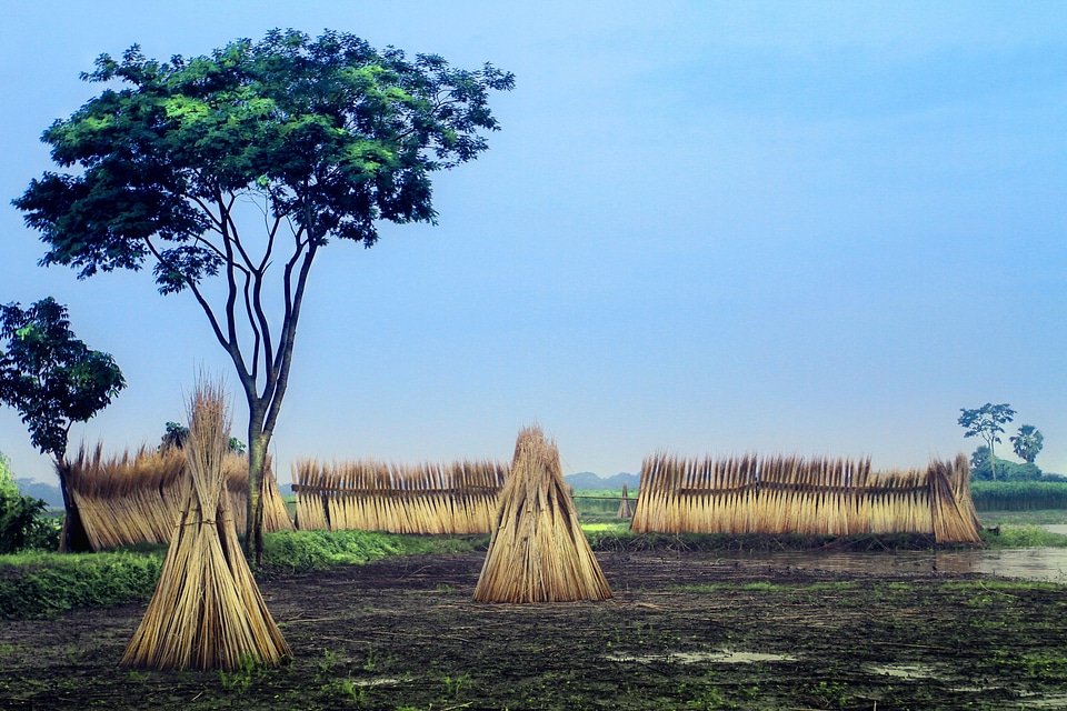 Trees thatch harvest