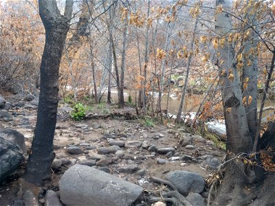 Burned riparian vegetation