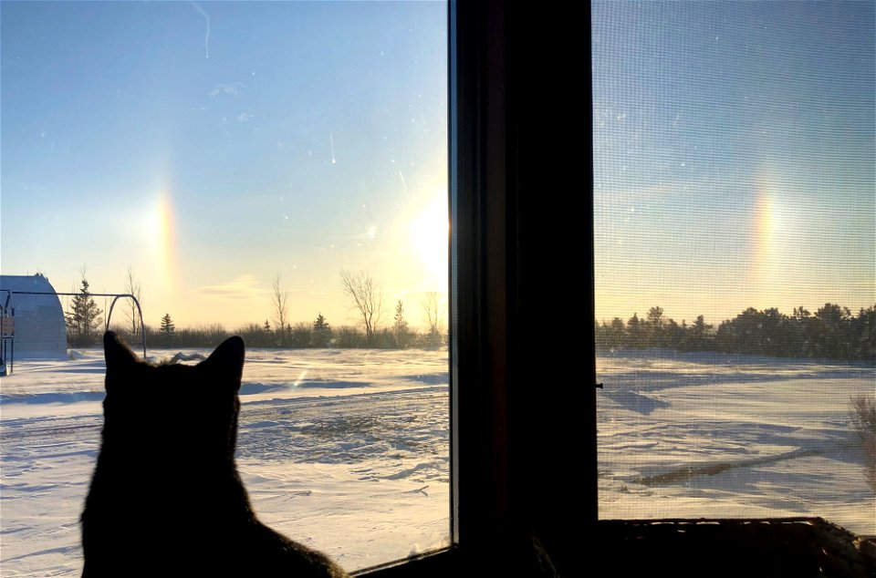 Maggie Studies the Sun Dogs