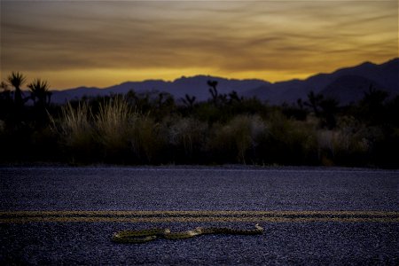 Gopher snake (Pituophis catenifer) in the roadway near Pinto Wye