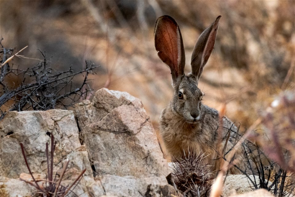 Black-tailed jackrabbit (Lepus californicus)