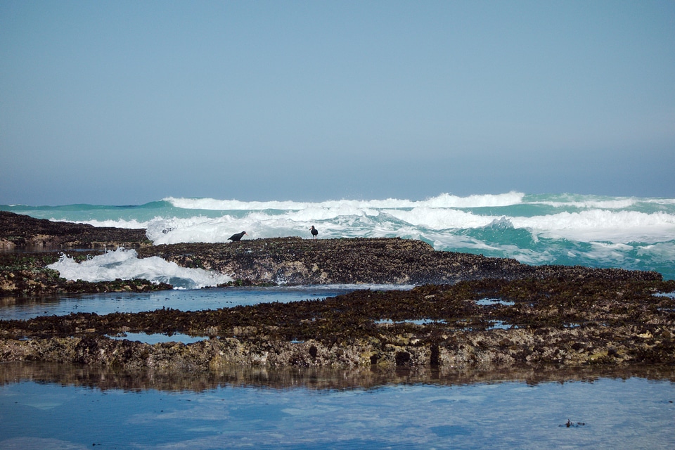Sea animals seaside