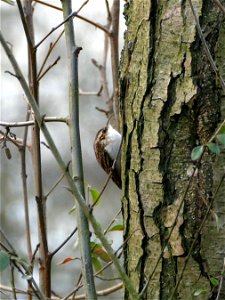 Treecreeper looking for insects.