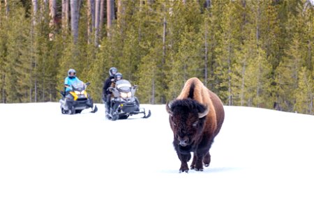 Snowmobilers approach a bull bison on the road photo