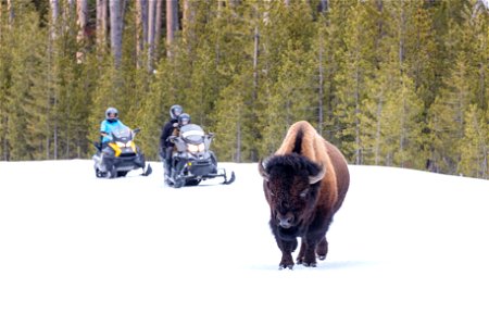 Snowmobilers approach a bull bison on the road