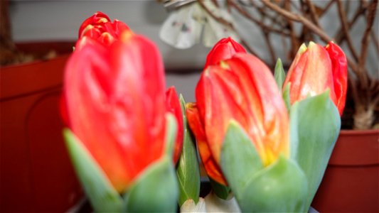 tulips_lalele-2023_0219_164529