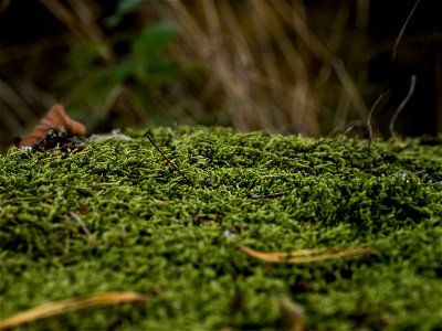 Green Moss