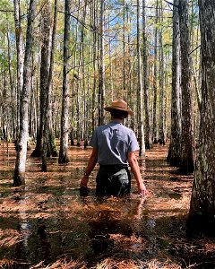 Ranger in a Cypress Dome photo