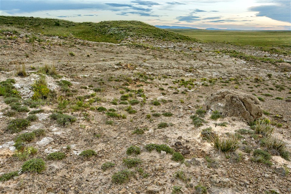 Cota del Gallo Arroyo