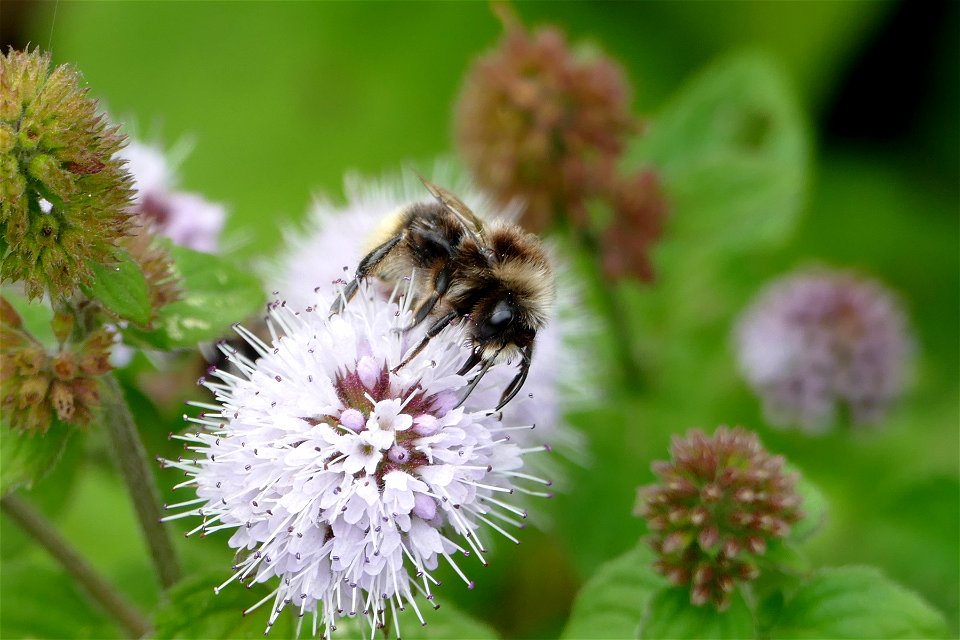 Bumblebee photo