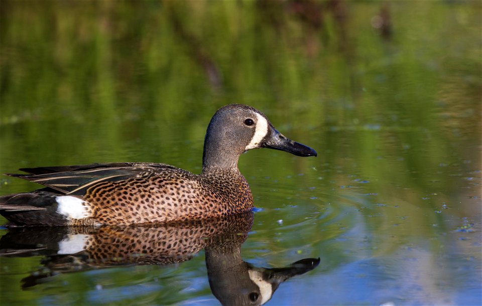 Blue-winged teal