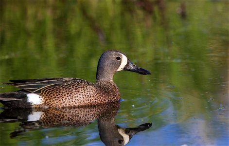 Blue-winged teal photo