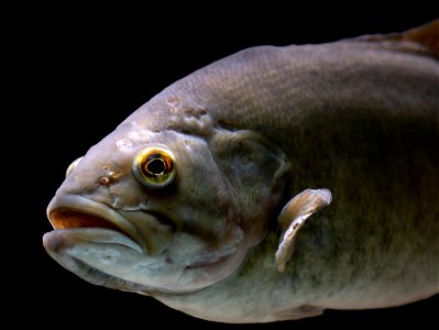 Smallmouth Bass (Micropterus dolomieu) photo