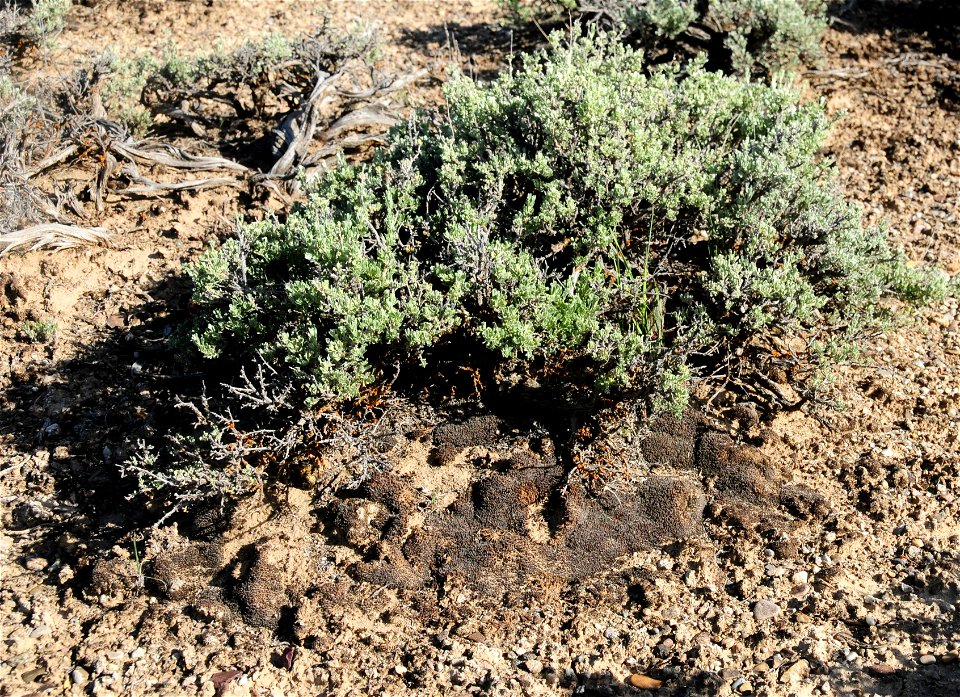 Biological Soil Crust at Seedskadee National Wildlife Refuge Wyoming