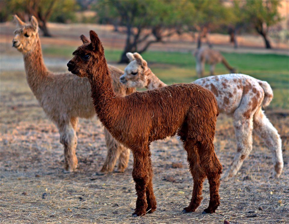 Just-In and the other two Amigos