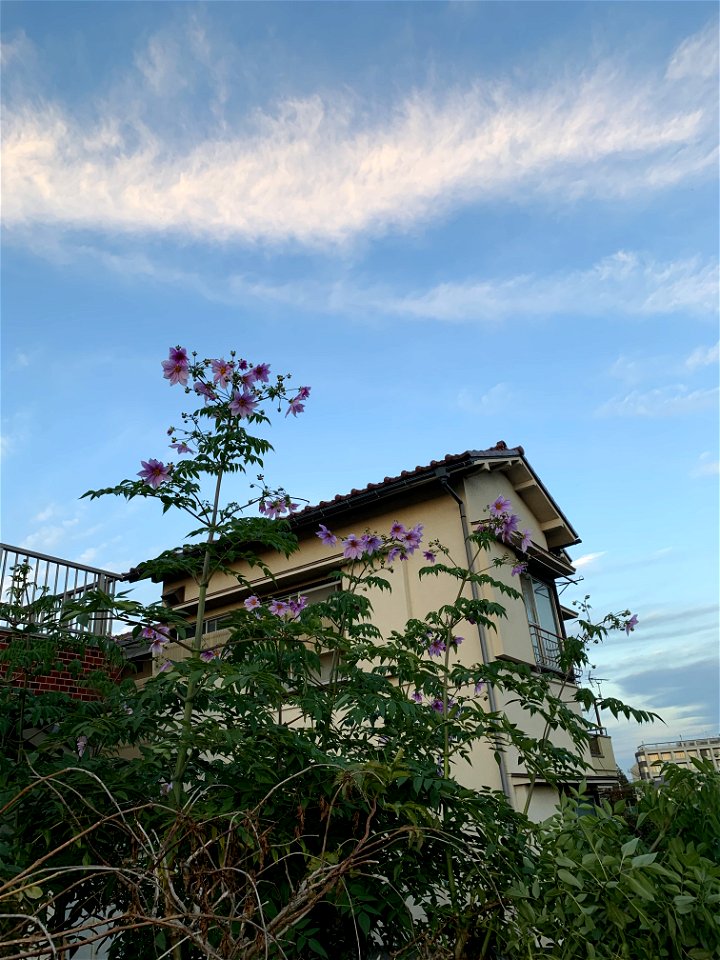 Koyama, Higashikurume-shi in November