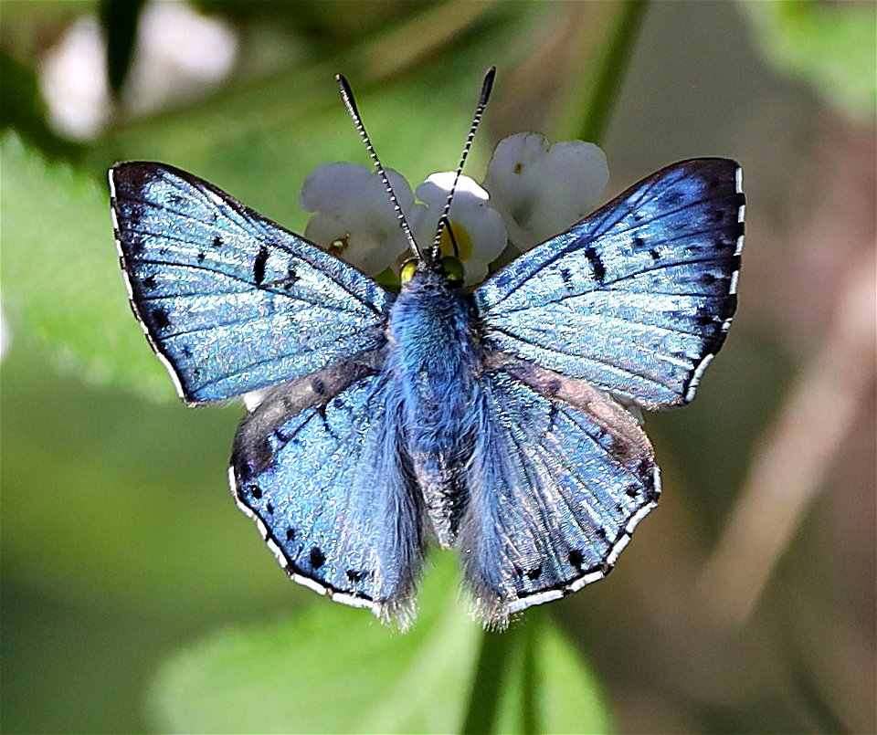 METALMARK, BLUE (Lasaia sula) (12-08-22) resaca de la palma, brownsville, cameron co, tx -01