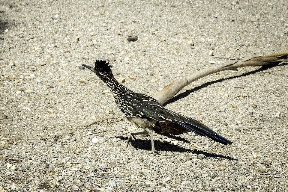 Greater roadrunner (Geococcyx californianus)