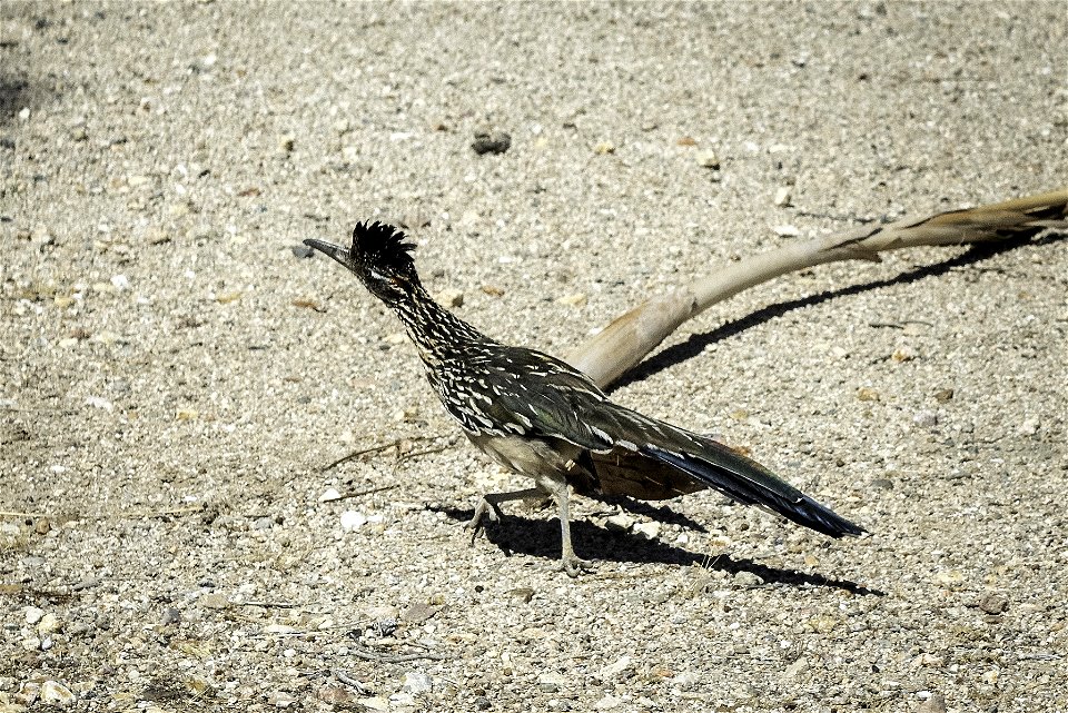 Greater roadrunner (Geococcyx californianus) photo