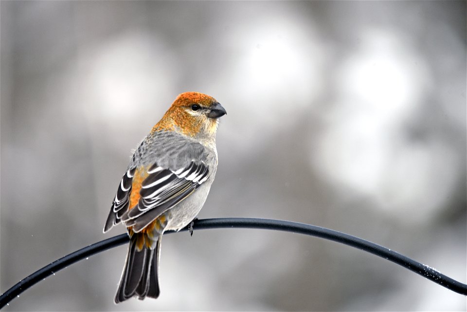 Pine grosbeak in the snow photo