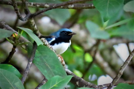 Black-throated Blue Warbler photo