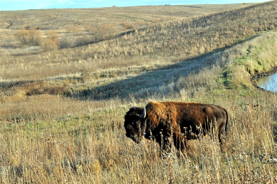 Bison