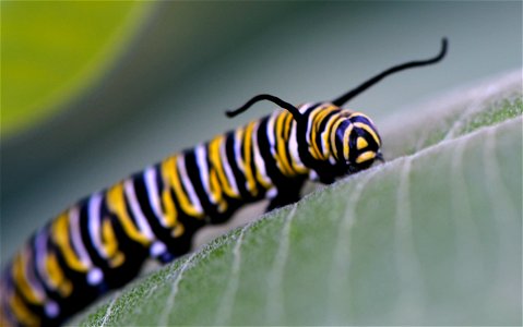 Monarch caterpillar on common milkweed.
