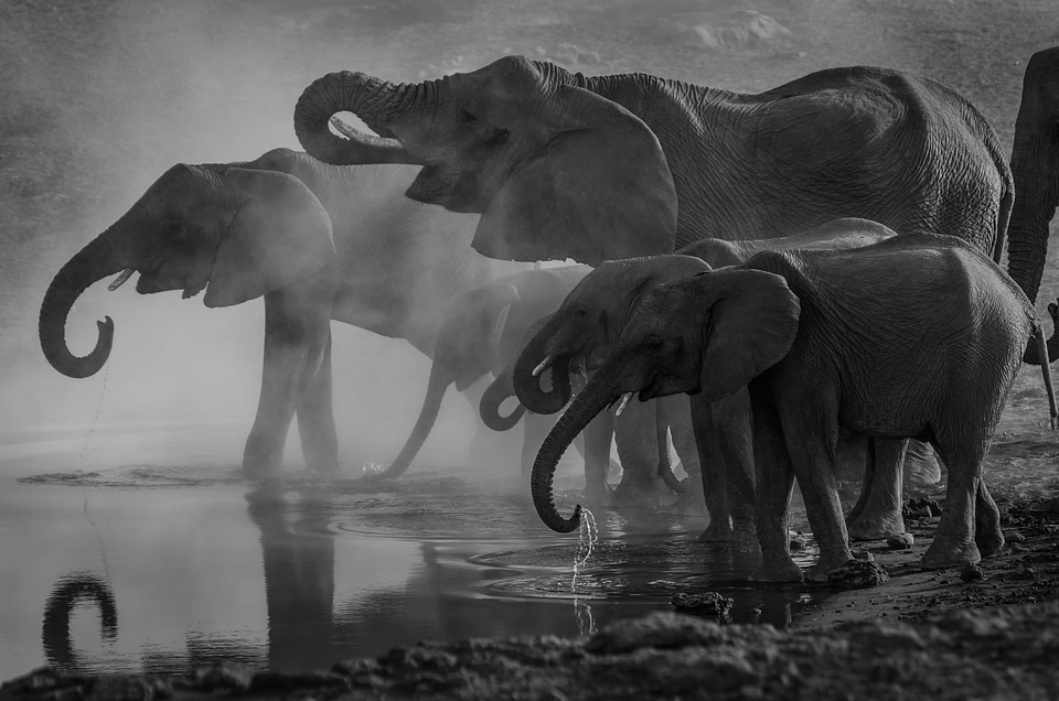 Elephants animals trunk