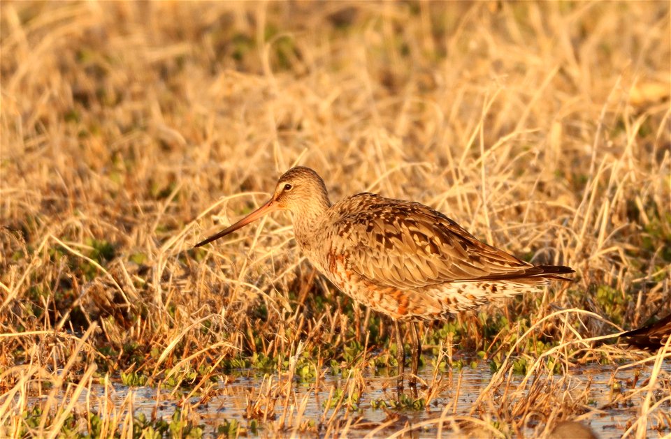 Hudsonian Godwit Huron Wetland Management District