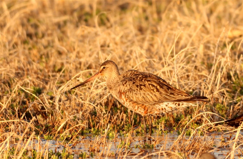 Hudsonian Godwit Huron Wetland Management District photo