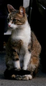 independent_cats_str2017_0624_072922(1) photo