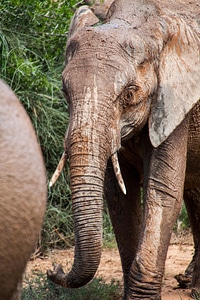 Elephant animal trunk photo