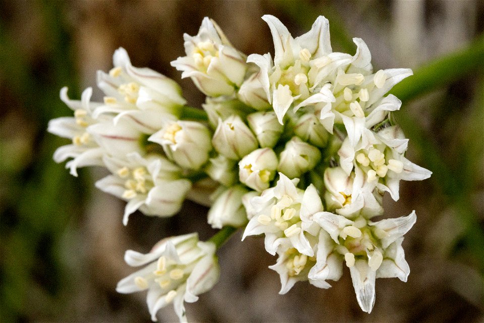 Allium textile