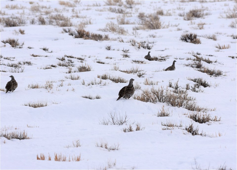 Greater sage-grouse on Seedskadee National Wildlife Refuge