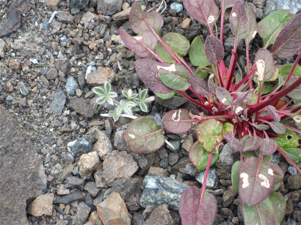 Lassics lupine as seen next to another plant for comparison of size
