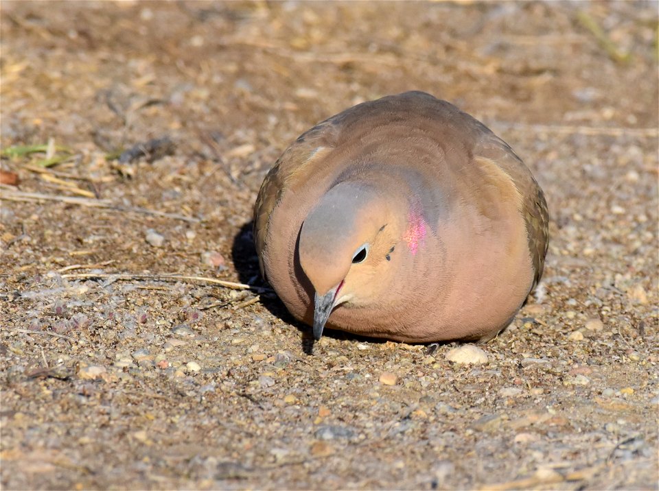 Mourning dove at Seedskadee National Wildlife Refuge
