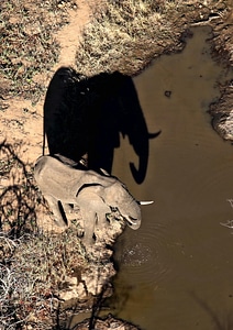 Elephant animal shadow photo