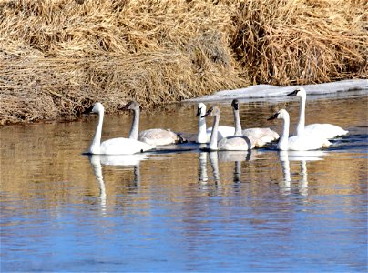 Trumpeter swans at Seedskadee National Wildlife Refuge