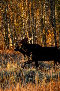 Moose photo