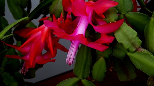 Christmas-cacti_2023_0208_151856(1)