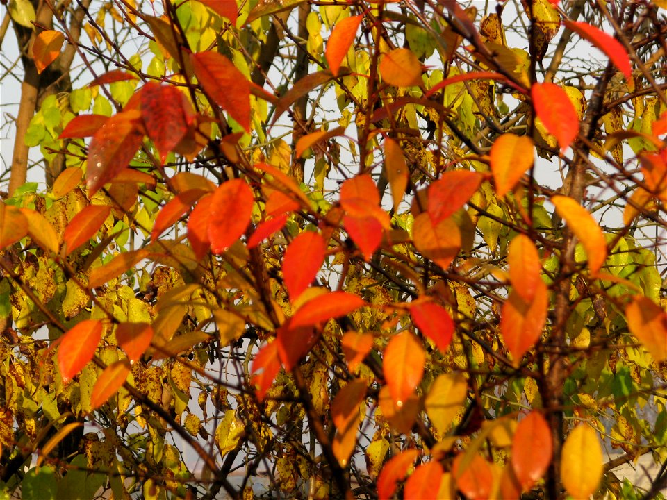 toamna2009_1127_091027