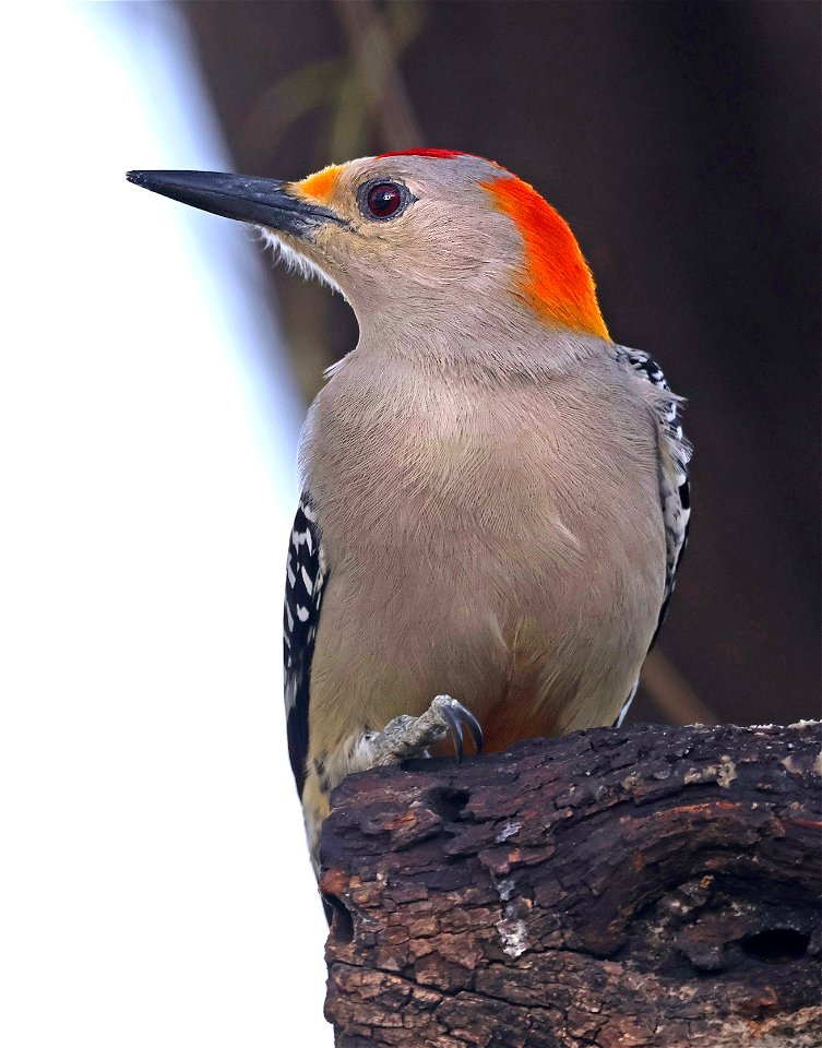 526 - GOLDEN-FRONTED WOODPECKER (12-31-2022) americana rv park, palmview, hidalgo co, tx -07