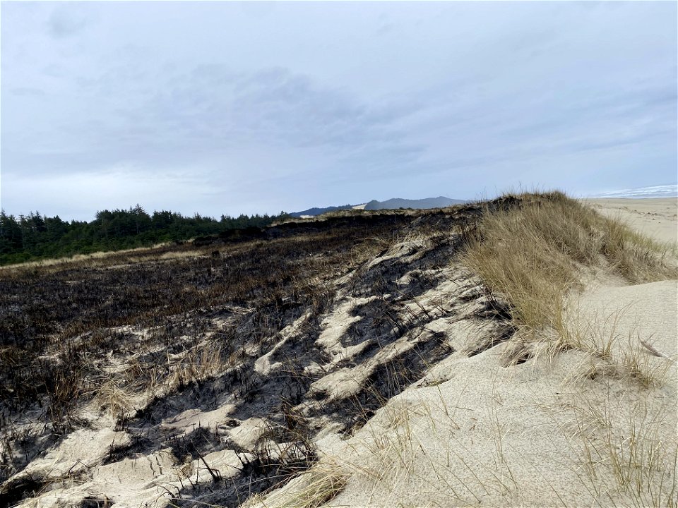 Siuslaw Oregon Dunes Prescribed Burn 2022