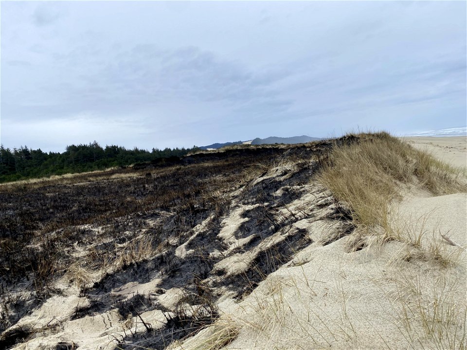 Siuslaw Oregon Dunes Prescribed Burn 2022 photo