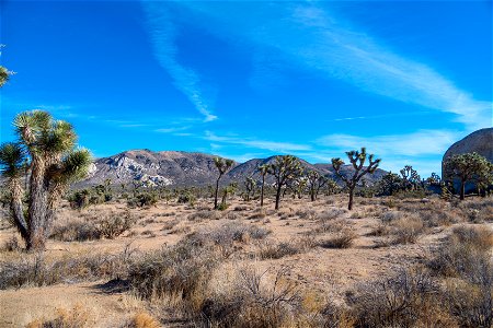 Joshua Tree National Park photo