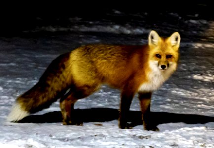 Mountain Fox photo