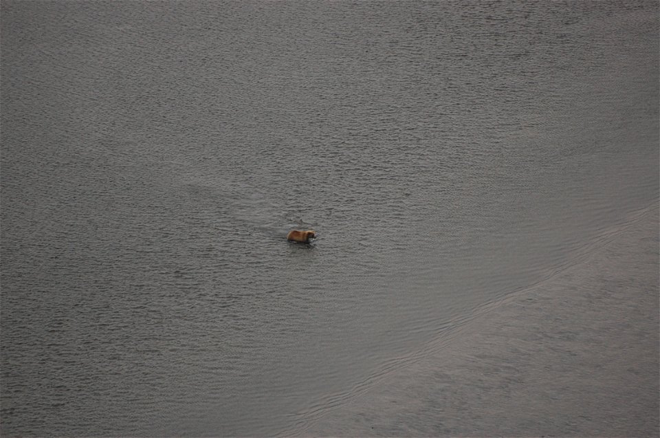 Brown bear in Izembek Lagoon photo