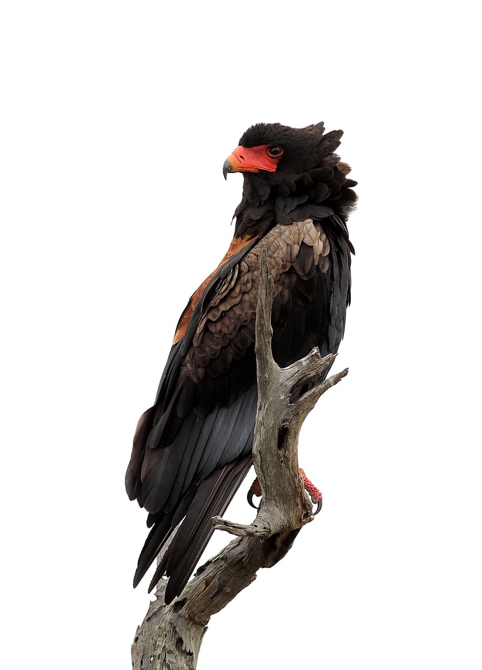 Bird bird of prey branch