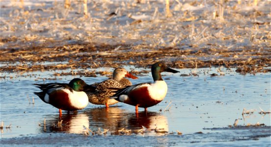 Northern Shovelers Huron Wetland Management District